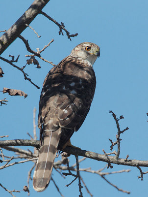 Cooper's Hawk, first cycle