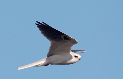 White-tailed Kite, flying