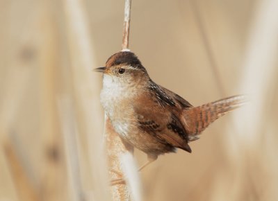 Marsh Wren