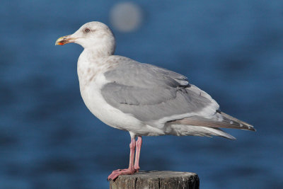 Glaucous-winged Gull, third cycle