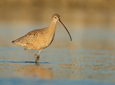 Long-billed Curlew