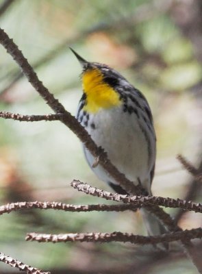 Yellow-throated Warbler