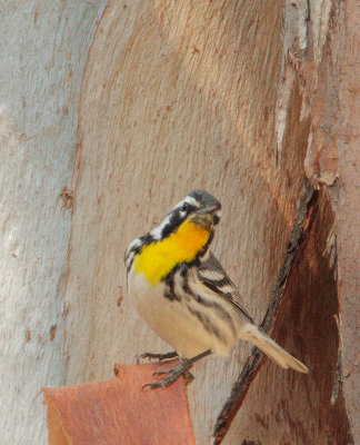 Yellow-throated Warbler