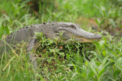 American Alligator