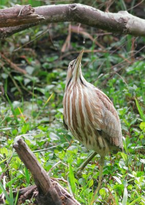 American Bittern