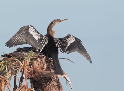 Anhingas, male and female, on nest
