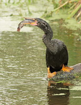 Anhinga, male, with fish