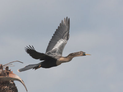 Anhinga, flying away from nest