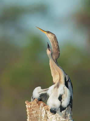 Anhingas, adult female and nestling