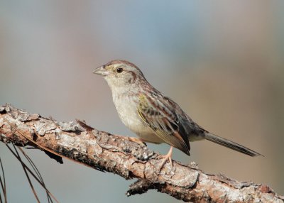 Bachman's Sparrow, singing male