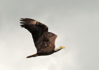 Bald Eagle