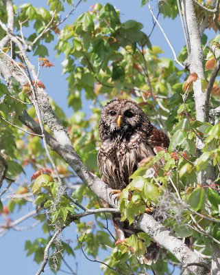 Barred Owl