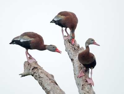 Black-bellied Whistling-Ducks