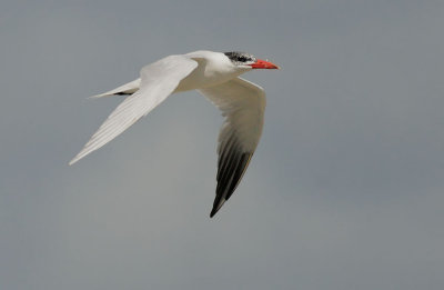 Caspian Tern, non-breeding plumage