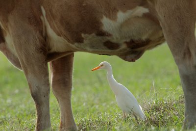 Cattle Egret, why so named