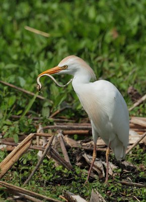 Cattle Egret, with snake