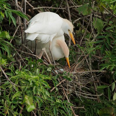 Cattle Egrets, pair, with eggs