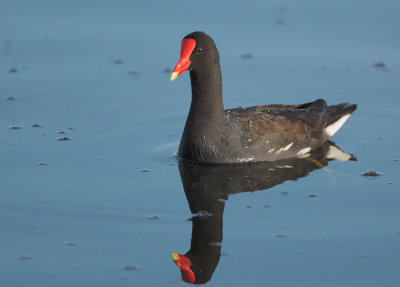 Common Gallinule