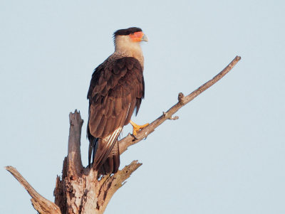 Crested Caracara