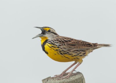 Eastern Meadowlark, singing