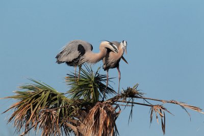 Great Blue Herons, courting