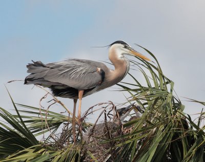 Great Blue Herons, adult with two nestlings