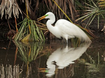 Great Egret, breeding plumage with nesting material