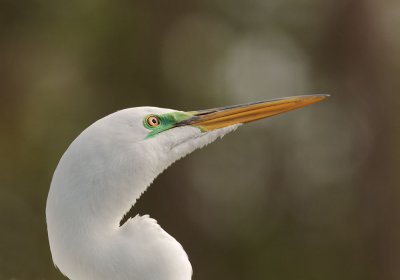 Great Egret, breeding plumage