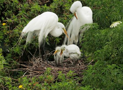 Great Egrets, pair with two nestlings