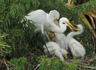 Great Egrets, adult pair with three nestlings