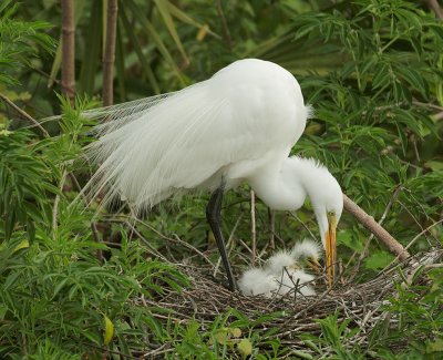 Great Egrets, adult with two nestlings