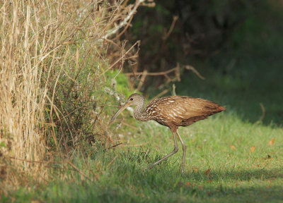 Limpkin