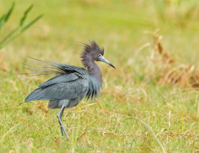 Little Blue Heron