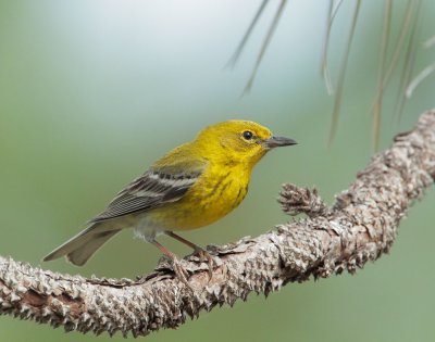 Pine Warbler