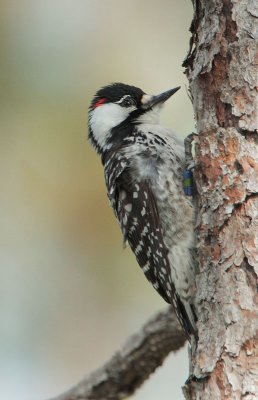 Red-cockaded Woodpecker, male