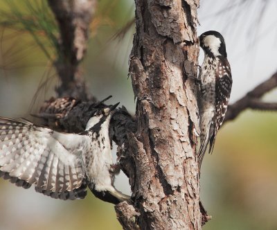 Red-cockaded Woodpeckers