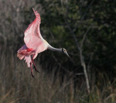 Roseate Spoonbill