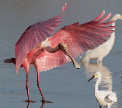 Roseate Spoonbill, landing