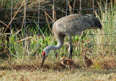 Sandhill Cranes, adult with two chicks