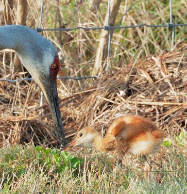 Sandhill Cranes, adult feeding chick
