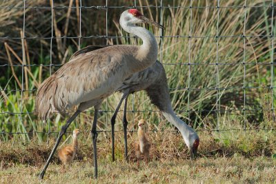 Sandhill Cranes, adult pair with two chicks