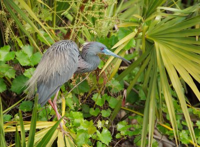 Tricolored Heron