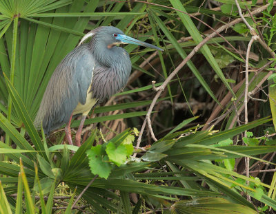 Tricolored Heron