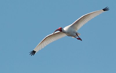 White Ibis, flying