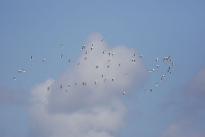 White Ibises, flying