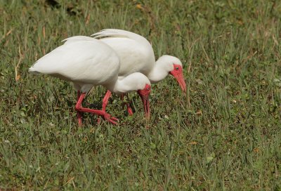 White Ibises, pair