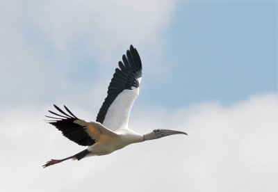 Wood Stork, flying