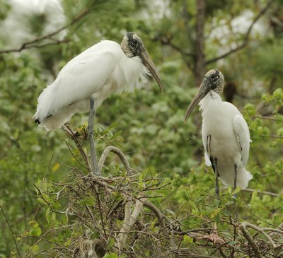 Wood Storks, pair
