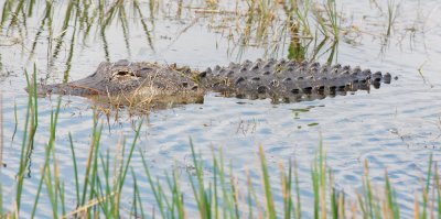 American Alligator