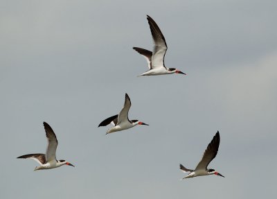 Black Skimmers